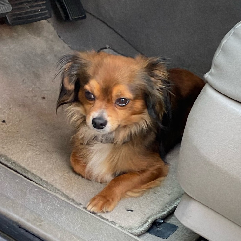 Meet your Posher, Angeles